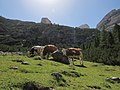 Mucche al pascolo nell'alpe di Fanes.jpg4 608 × 3 456; 5,91 MB
