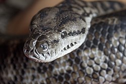 Murray darling carpet python, head and pattern.jpg