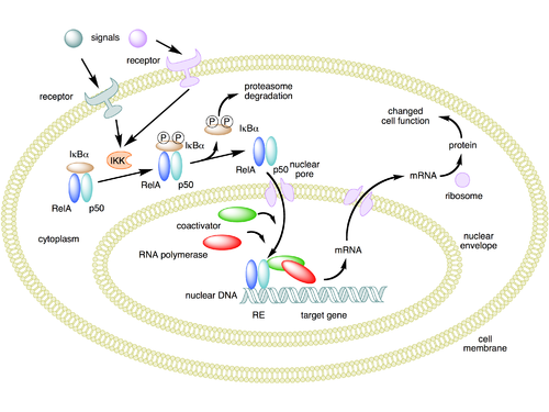 Mechanism of NF-κB action.  In this figure, the NF-κB heterodimer between Rel and p50 proteins is used as an example. While in an inactivated state, NF-κB is located in the cytosol complexed with the inhibitory protein IκBα.  Through the intermediacy of integral membrane receptors, a variety of extracellular signals can activate the enzyme IκB kinase (IKK).  IKK, in turn, phosphorylates the IκBα protein, which results in ubiquitination, dissociation of IκBα from NF-κB, and eventual degradation of IκBα by the proteosome.  The activated NF-κB is then translocated into the nucleus where it binds to specific sequences of DNA called response elements (RE).  The DNA/NF-κB complex then recruits other proteins such a coactivators and RNA polymerase, which transcribe downstream DNA into mRNA, which, in turn, is translated into protein, which results in a change of cell function.