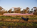 The harness attached to the glider when it is tethered nose down and into wind