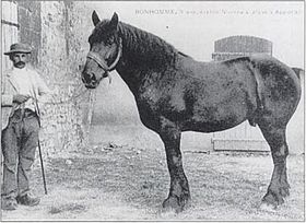 Bonhomme, étalon nivernais de 5 ans, à Rémilly en 1919.