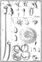 Tafel 15: „Mangles“ „Sloana“