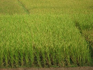 English: Paddy Field, between two mountain, Sylhet