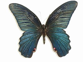 Papilio protenor