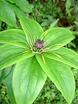 Virágzó Paris polyphylla