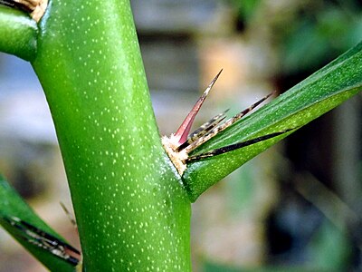 "R. grandiflorus"un genç sapı üzerindeki Areole, auxoblast yaprağının eksenindedir (aşama A)