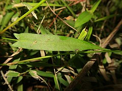 葉の表面。短い葉柄があり、基部はほこ形または矢じり形に張り出す。