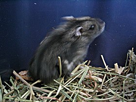 Hamster-anão-russo-siberiano Phodopus sungorus