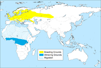 Amarelo: Área de reprodución (só en verán) Azul: Visitante invernal non reprodutor Raiado: migración.