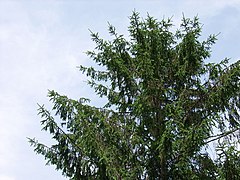 Un albero di media altezza