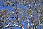 Foliage of the Pinchot Sycamore in spring.