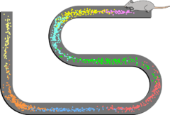 Dessin d'un rat à l'une des extrémités d'un chemin sinueux. Le long du chemin, il y a de nombreux points en grappes, chaque grappe étant d'une couleur différente.