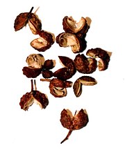 Cardamome (épice) — Wikipédia