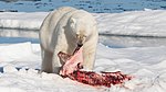 Januar 2018: Eisbär mit erbeuteter Bartrobbe nördlich von Spitzbergen