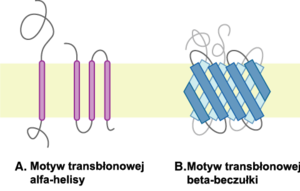 Główne motywy strukturalne białek przezbłonowych