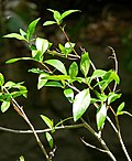 Miniatura para Populus angustifolia