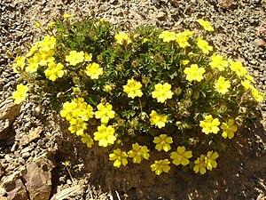 Potentilla neumanniana