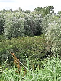 Printemps dans le delta du Pô en Émilie-Romagne en mai 2020.