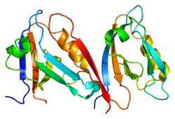 Белок SNTA1 PDB 1qav.png