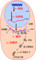 於 2006年9月29日 (五) 00:06 版本的縮圖