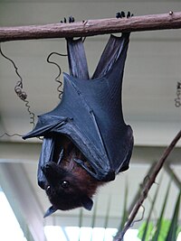 200px-Pteropus_giganteus_(Wroclaw_zoo)