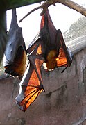 Morcego Raposa. (Pteropus vampyrus)
