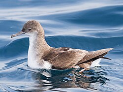 Puffinus gavia - SE Tasmania.jpg