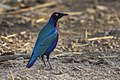 Purple glossy-starling