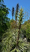 Puya sp. (Bromeliaceae): Guaira