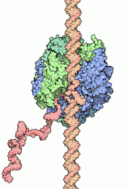 250px RNA polymerase 281i6h29