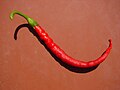 Red Pepper 03905-nevit.jpg