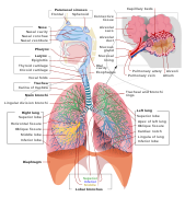 Respiratory system complete en