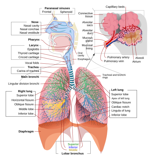 A complete, schematic view of the human respiratory system with their parts and functions.