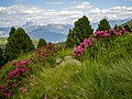 Rhododendron Villanderer Alm Südtirol.jpg6 500 × 4 872; 19,36 MB