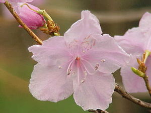 진달래(Rhododendron mucronulatum)