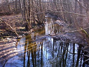 Rikinės upelis rezervato miške