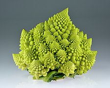 Fractal spirals: Romanesco broccoli showing self-similar form