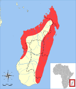 Rousettus madagascariensis range map.svg