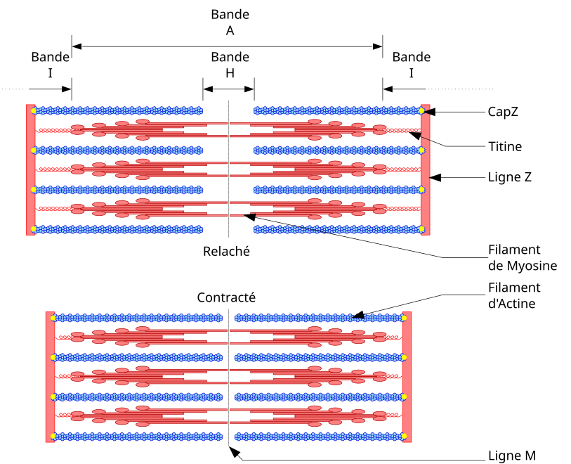 Structure d'un sarcomère illustrant la contraction musculaire (la titine figure en haut à droite).