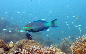 Un poisson-perroquet à six bandes (Scarus frenatus)