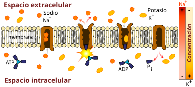 An image of the cell membrane lipid bilayer with the sodium-potassium ATPase enzyme keeping potassium inside and the sodium out. This process requires the energy molecule ATP.