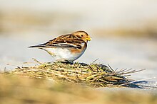 A snow bunting in a field