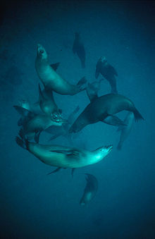 A pod of at least a dozen sea lions, swimming underwater.
