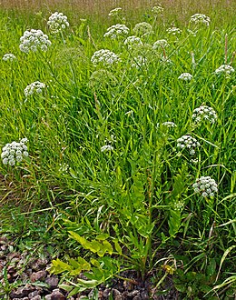 Plačialapė drėgmenė ( Sium latifolium)