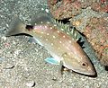 Snowy grouper (Epinephelus niveatus).jpg