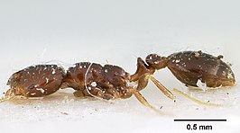 Solenopsis loretana