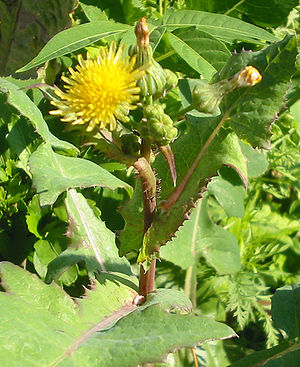 Moolkfisel (Sonchus oleraceus)