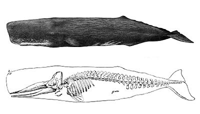 رسمة مقارنة بين جسم حوت العنبر وهيكله العظمي.