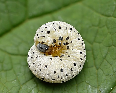 Figwort sawfly (Tenthredo scrophulariae) larva in defensive posture. Keila, Northwestern Estonia. (created by Ifar; nominated by Adam Cuerden)