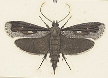 Illustrated by George Vernon Hudson in his 1928 Butterflies and Moths of New Zealand Titanomis sisyrota MA I437624 TePapa Plate-XXV-(cropped).jpg